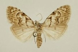vroeg visstaartje, Nola confusalis, museum.jpg